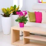 Freshness and color: Why do people decorate their homes with fruit