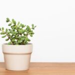 How to decorate your home for Valentine's Day: romantic DIY ideas for every room