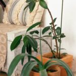 Beautiful and Authentic Asian Home Decor: A Guide to Navigating the Market