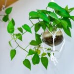 Budget DIY Home Decor: Creative Ideas for Stylish and Affordable Home Decorating Projects